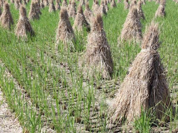 Image showing rice straw which has been harvested by hand