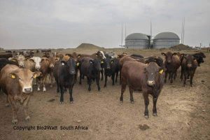 Image illustrates Anaerobic Digestion in South Africa.