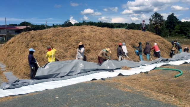 Sheeting over the dry straw for digestion.