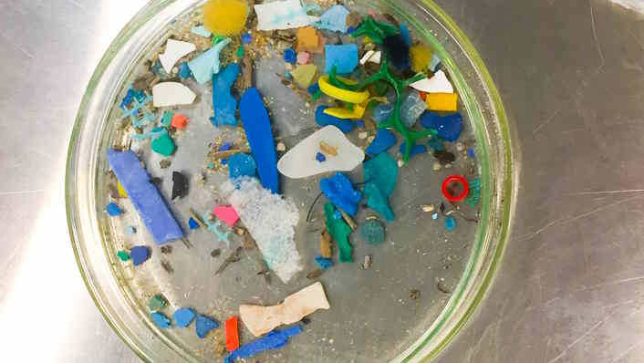 Plastic contamination including microplastic in a petri dish.