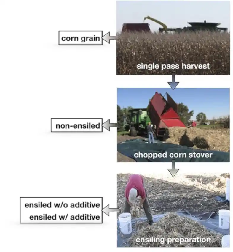 Corn stover infographic.