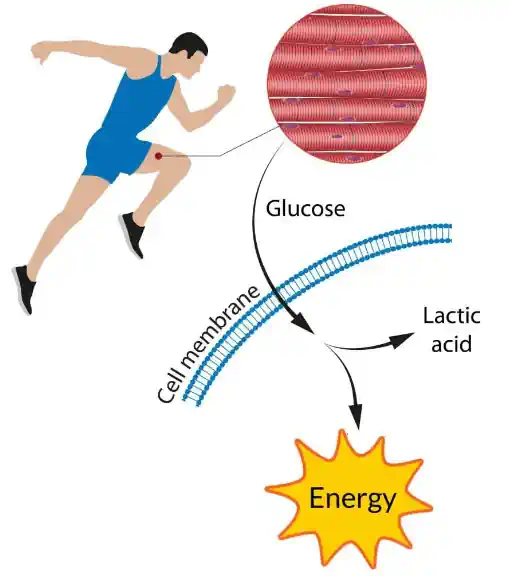 Human anaerobic respiration lactic-acid-fermentation