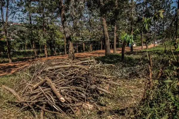 Old waste woods image