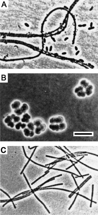 Hydrogen-Oxidizing Methanogens