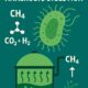 Graphic that shows a cartoon of a methanogen with a cartoon of an anaerobic digestion plant to suggest the role of methanogens in anaerobic digestion..