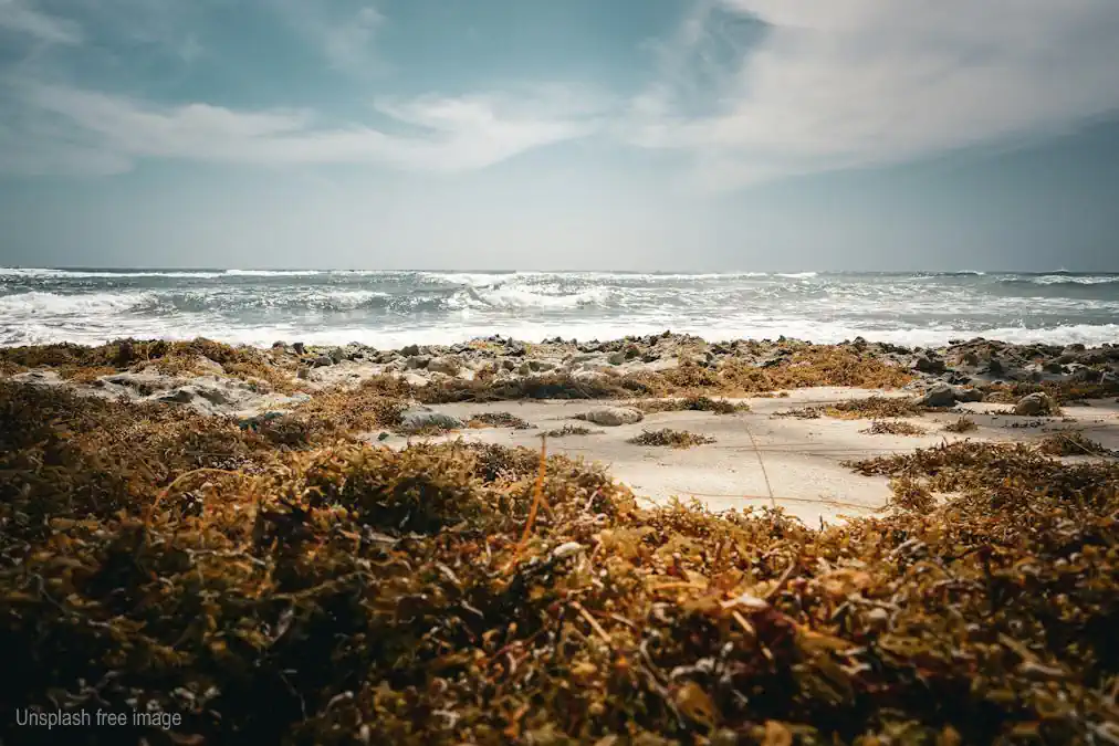 Image of large amounts of seaweed stranded on a sandy beach.